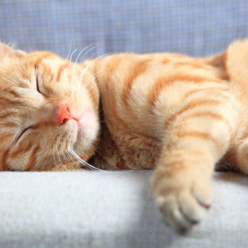 Imagen destacada_Mesa de trabajo 1 Tu gato te despierta de madrugada ¿Qué hacer?