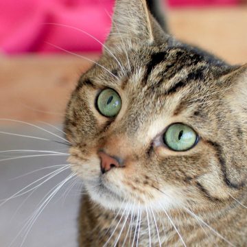 5 datos interesantes sobre el cerebro de un gato