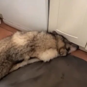 YouTube: dueño despierta a su perro y este tiene furiosa reacción