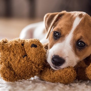 ¿Cuándo es el momento adecuado para bañar a un cachorro?