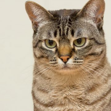 Imagen destacada_Mesa de trabajo 1 El lenguaje corporal de un gato dice mucho de su salud