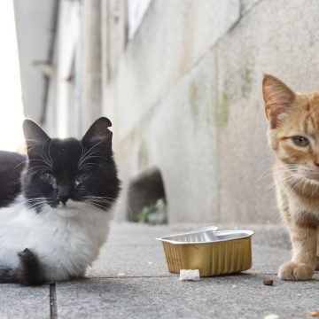 Imagen destacada_Mesa de trabajo 1 Covid-19: gatos son cuidados por voluntarios en plena cuarentena