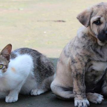 COVID-19: la ciudad de Shenzhen en China prohíbe comer perros, gatos y animales salvajes