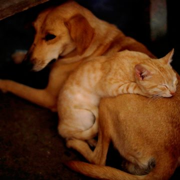 COVID-19: científicos chinos evalúan qué mascota es más susceptible de contraer el coronavirus