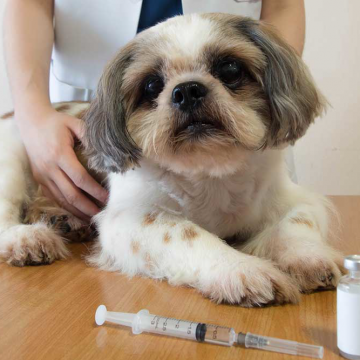 La diabetes canina en nuestras mascotas