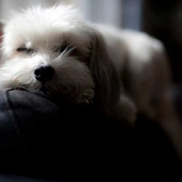 ¿Por qué los perros caminan en círculos antes de descansar?