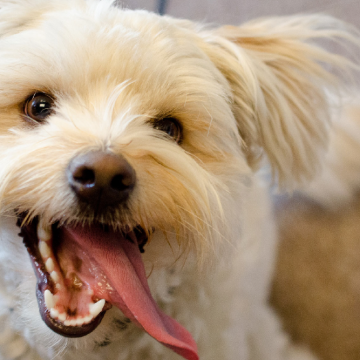 Reacción de un perro al ver a su amo llegar a casa genera ternura en redes