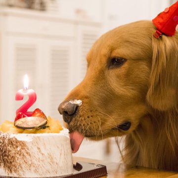 Pastel para perros: ¿Cómo prepararlo paso a paso?