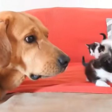 YouTube: perro cuida a cuatro gatitos después de que fueran abandonados