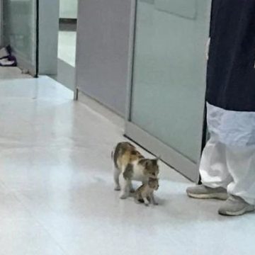 Facebook: Gata lleva a su bebé enfermo a un hospital