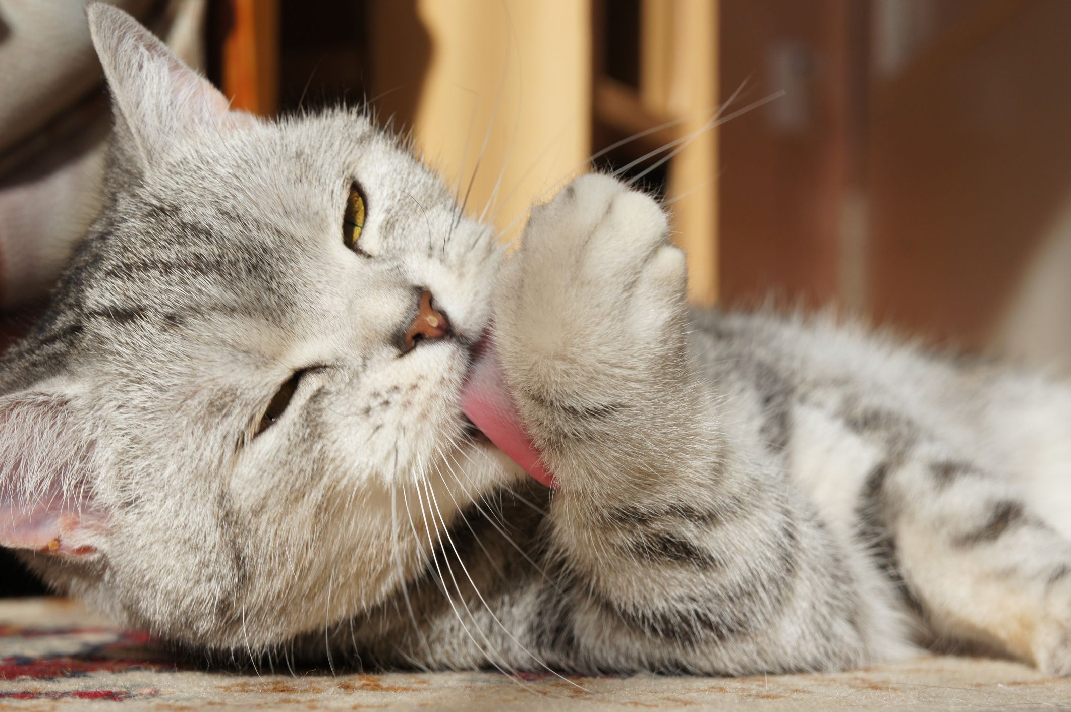 ¿Cómo limpiar a un gato sin bañarlo?