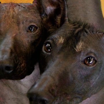 Parque de las Leyendas celebró el día del perro peruano junto a mascotas que alberga