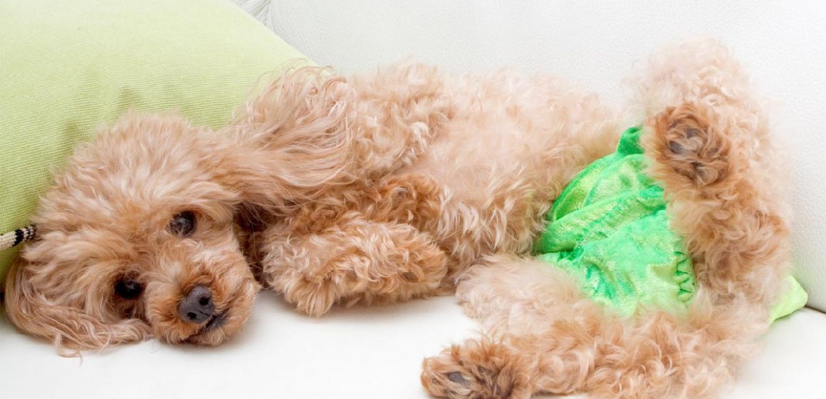 ¿Cómo enfrentar la menstruación en nuestras mascotas?