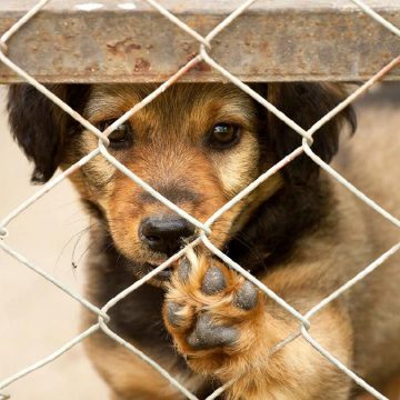 21231123123_Mesa de trabajo 1 Agentes de serenazgo en Huancayo rescatan a perros y gatos abandonados durante la cuarentena