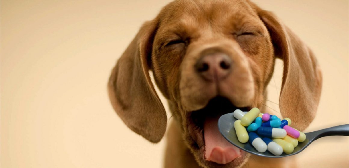 ¿Las vitaminas para perros son necesarias?