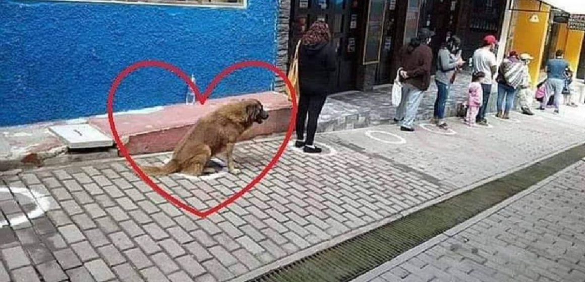 mascotas 1_Mesa de trabajo 1 Perro genera furor en Facebook al hacer cola respetando el distanciamiento social
