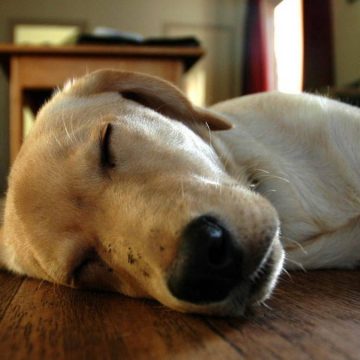 ¿Es posible que nuestras mascotas tengan la capacidad de soñar?