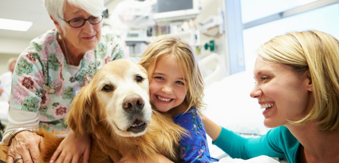 El poder curativo de los perros de terapia 1 El poder curativo de los perros de terapia