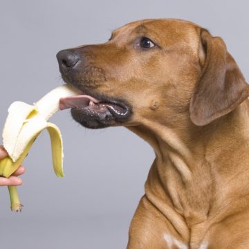 Los perros pueden comer estas frutas