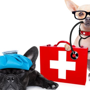 perritos-aid.-1200 Primeros auxilios para nuestras mascotas