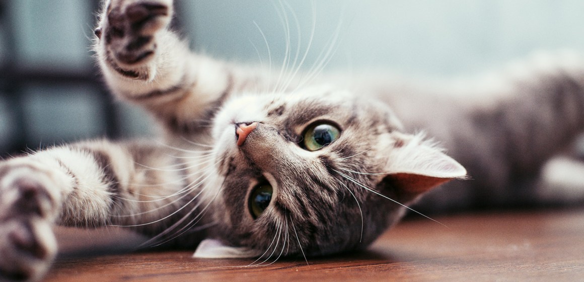 Vida con gatos: tres características que los distinguen