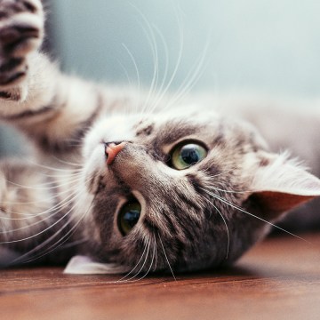 Vida con gatos: tres características que los distinguen