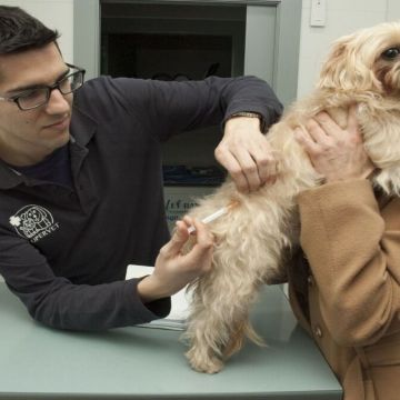 Municipalidad de Chancay anuncia tercera campaña de esterilización de mascotas 2021