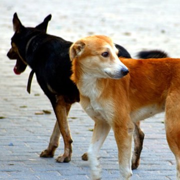 perros 28 de mayo: Día del perro sin raza