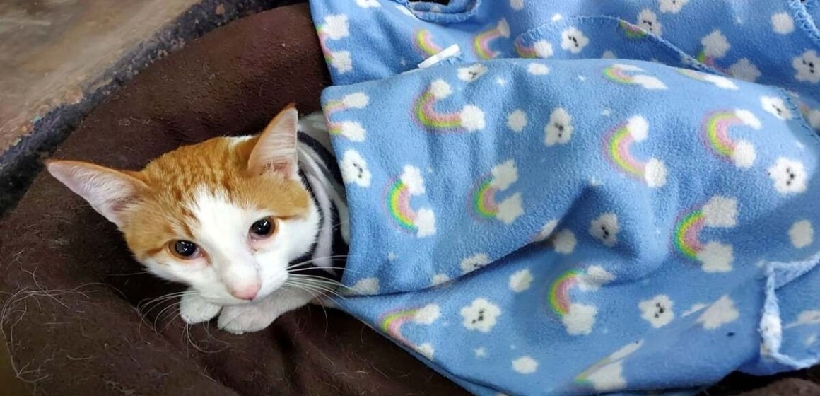 Municipalidad de La Molina promueve campañas de esterilización gratuita