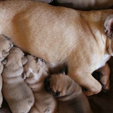 Cinco cuidados que necesita un cachorro recién nacido