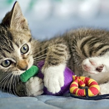 ¡Cinco consejos para mantener ocupado a tu gatito!