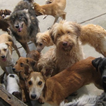 Día Internacional del Animal Sin Hogar: ¿cuál es la importancia de esta celebración?