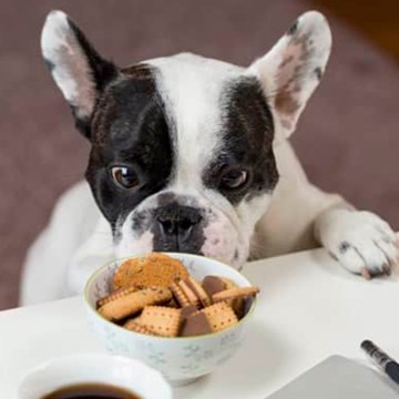 ¿Por qué tu mascota no puede consumir dulces?