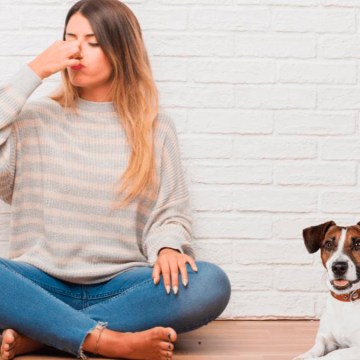 Consejos para quitar el olor a perro de la casa