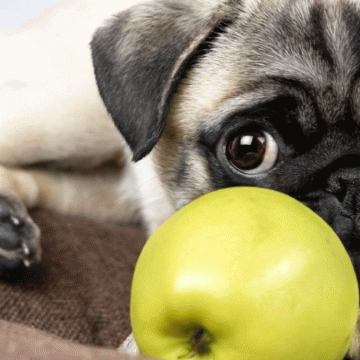 ¿Los perros pueden comer manzanas?
