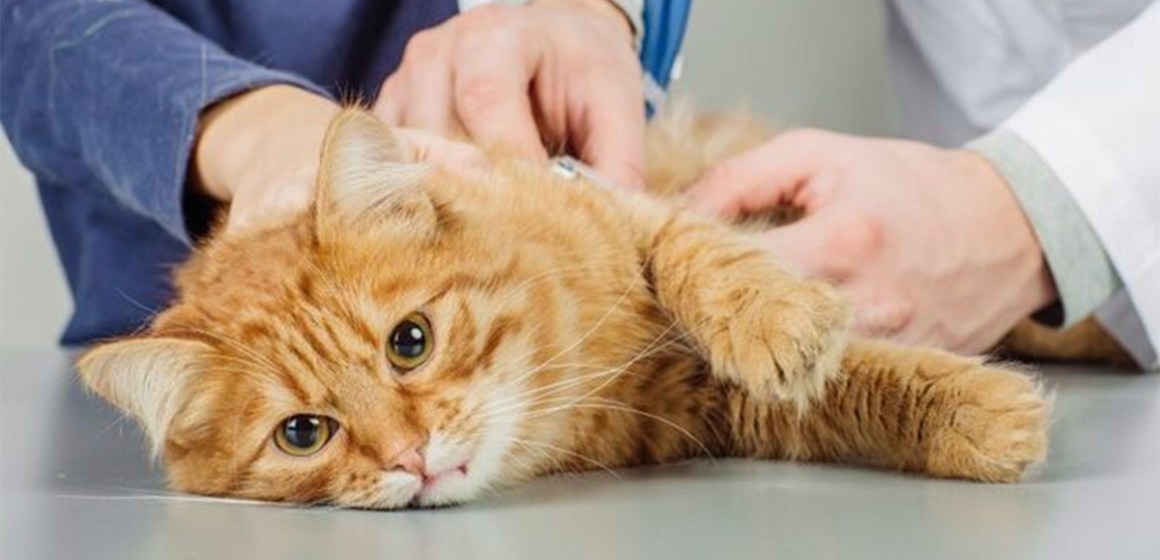 Conoce las enfermedades comunes en gatos