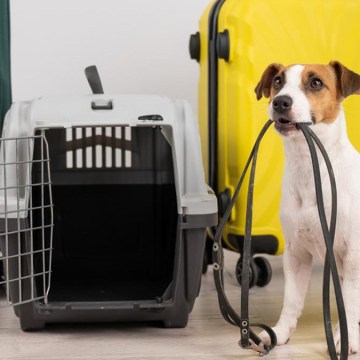 ¿Planeas ir de vacaciones con tu mascota? ¡Ten esto en cuenta!