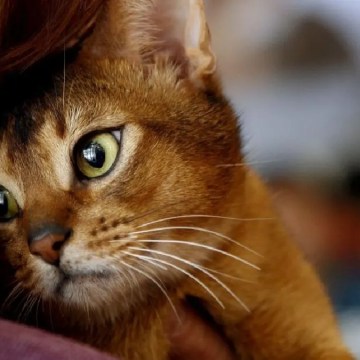 gato Día del gato: ¿Por qué celebramos a los felinos tres veces al año?