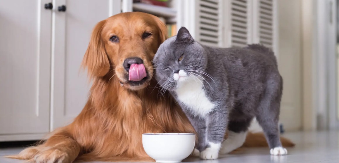 ¿Cómo mantener una buena relación entre gatos y perros mascotas?