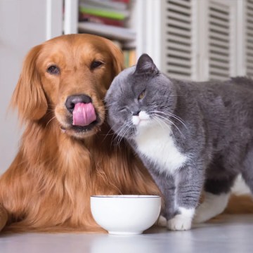 ¿Cómo mantener una buena relación entre gatos y perros mascotas?