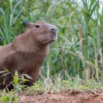 ¿Por qué los capibaras no deben ser considerados mascotas? Tres cosas que debes saber sobre este gran roedor