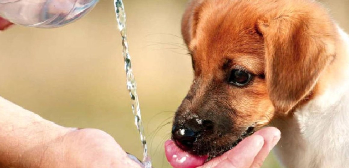 ¿Cómo proteger la salud de las mascotas de los efectos de la radiación ultravioleta?