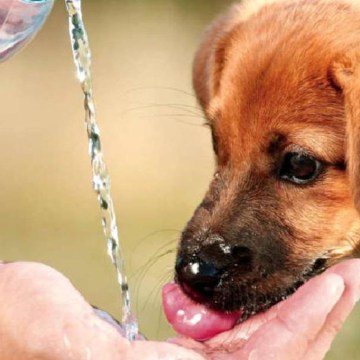 WEB ¿Cómo proteger la salud de las mascotas de los efectos de la radiación ultravioleta?