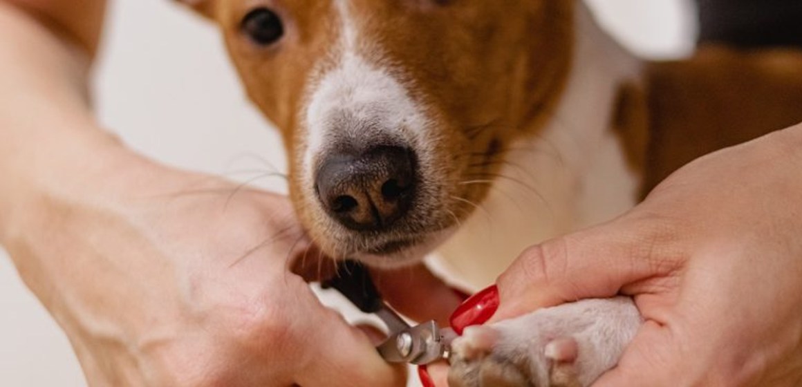 web Mercado de mascotas en Perú facturaría US$680 millones hacia el 2028: razones de su crecimiento