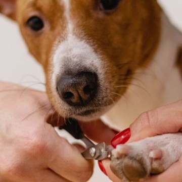 Mercado de mascotas en Perú facturaría US$680 millones hacia el 2028: razones de su crecimiento
