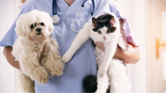 Campaña veterinaria gratuita este miércoles 22 de enero: conoce el lugar y servicios disponibles