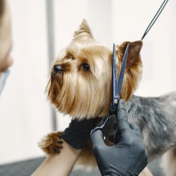 CORTE WEB ¿Cortar el pelo de tu mascota en verano es buena idea? Esto dicen los expertos