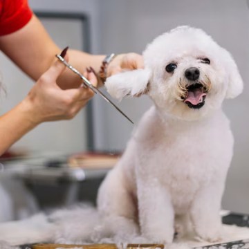 Día de amar a tu mascota: Tips para celebrar a tu perro o gato