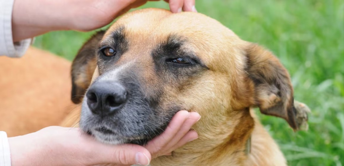 WEB ¿Cómo afrontar el diagnóstico de cáncer de tu mascota?
