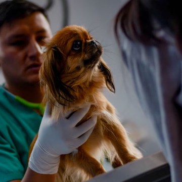 Ecografía gratuita para mascotas este 16 de marzo: así accedes a un cupo